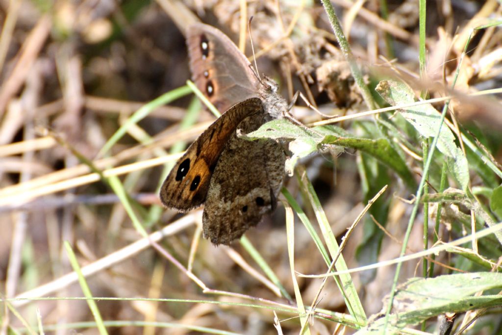 Satyrus ferula? S